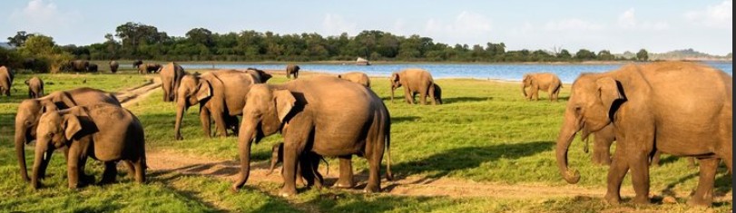 The Great Elephant Gathering